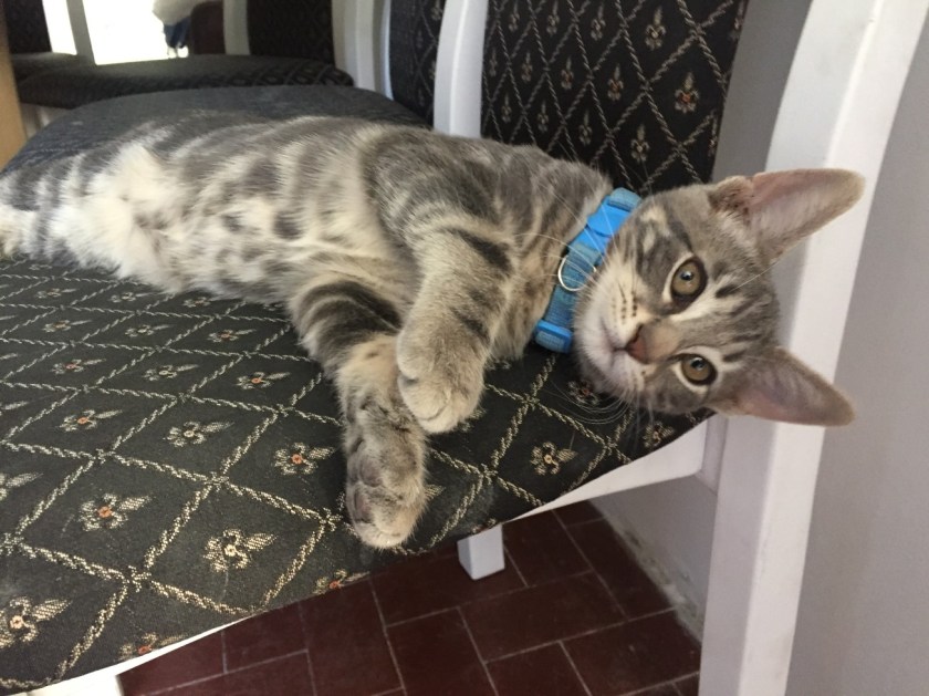 Stripey grey kitten